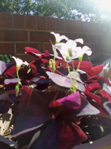 Shamrocks bloom in sun