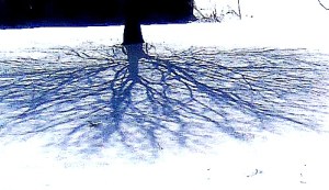 branches in the snow2