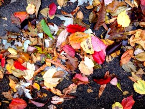 Driveway Leaves