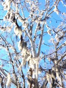 winter in the south
