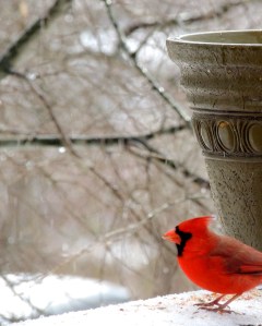 birds cardinal 3