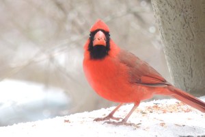 birds cardinal 6