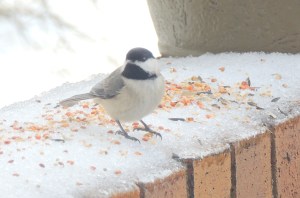 birds little chickadee