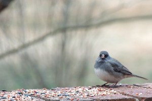 Birds who's looking at you