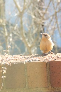 birds wren 2
