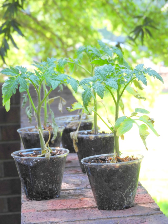 tomato plants
