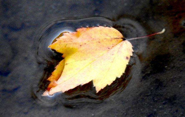 leaf in water