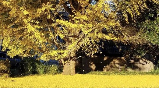 cheryls gingko