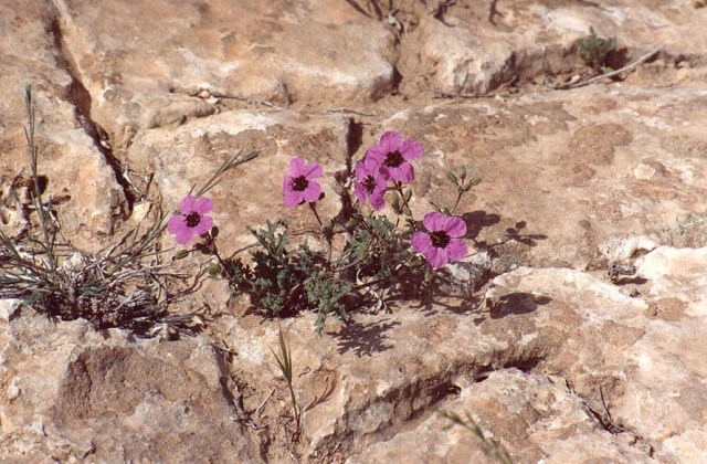 purple desert flower